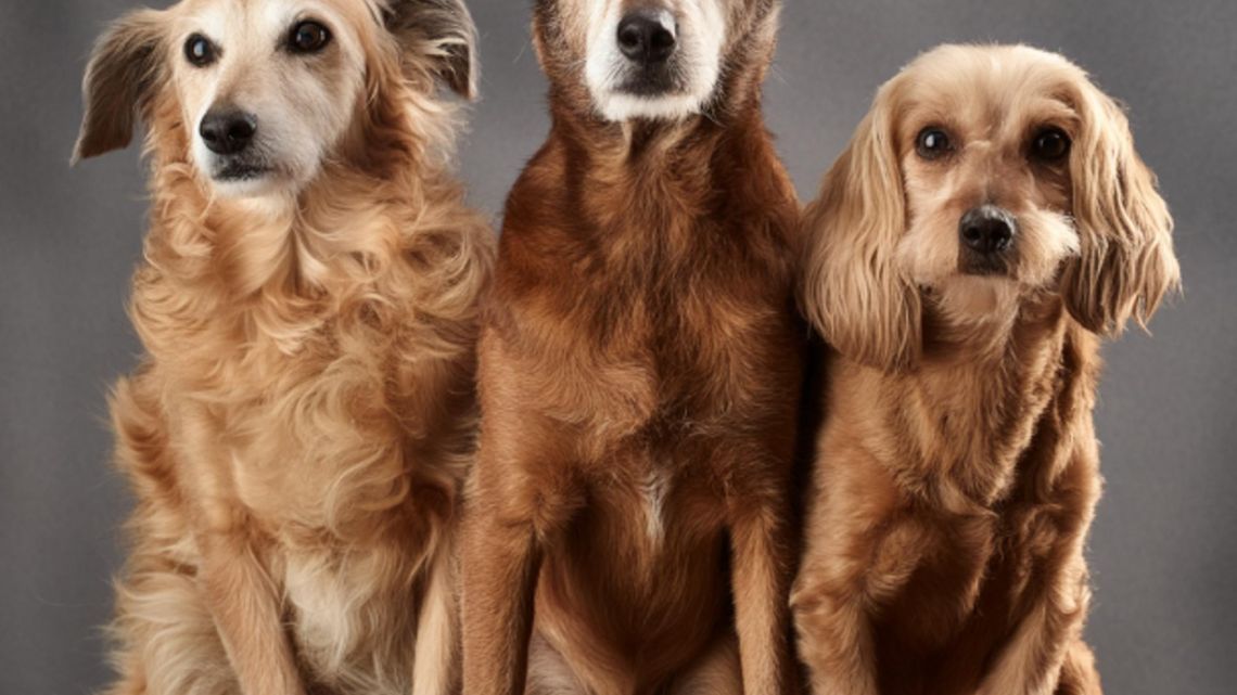 Cómo viajar con mascotas en auto sin riesgos ni multas